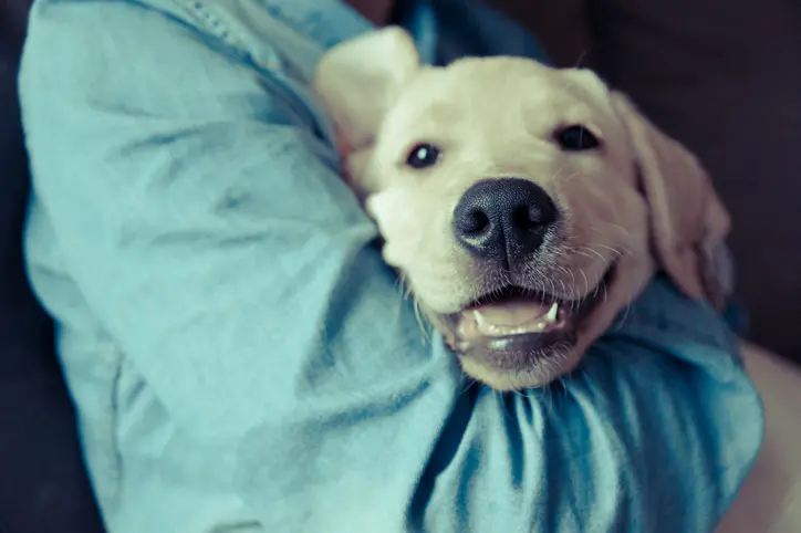 Journalist Adopts Dog Who Won’t Stop Hugging Him, Tank’s Good News