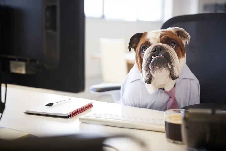 Car Dealership Adopts And Gives Job To Stray Dog Who Visited Every Day, Sunny Skyz