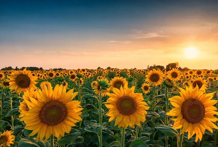 Farmer Plants Over 2 Million Sunflowers, Invites Visitors To Take A Dozen Home, Sunny Skyz